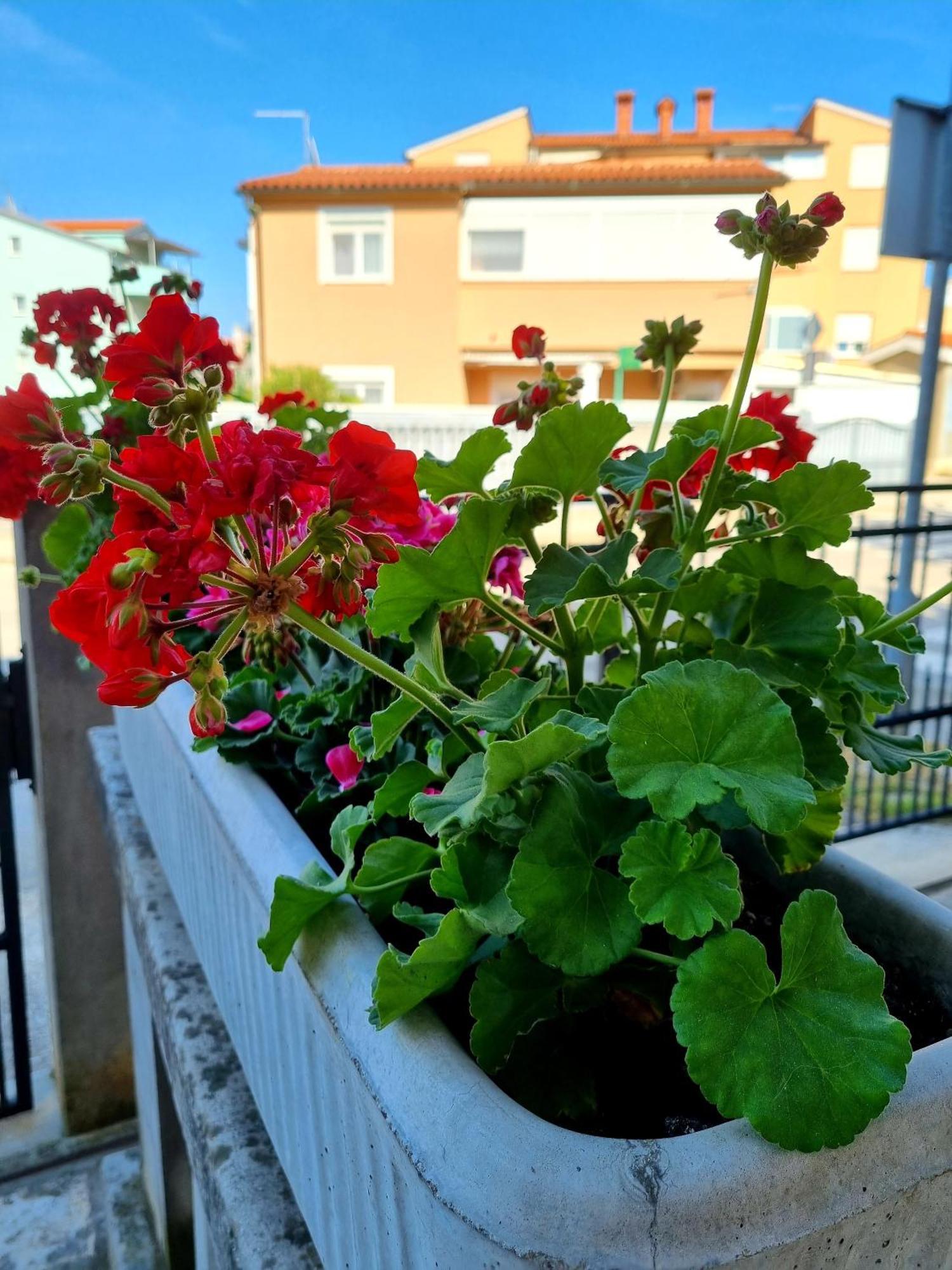 Apartments Ema Pula Dış mekan fotoğraf